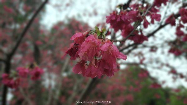 《台中》樹中有樹｜大坑步道6上7下O繞202502082708617