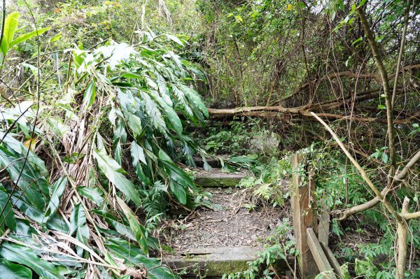 新北 烏來 大刀山、拉樸山、阿玉溪山2704948