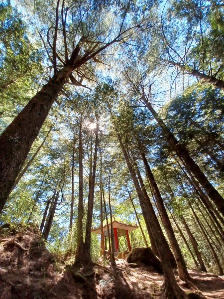 【台中和平】雪山神木步道x小雪山天池步道2933122