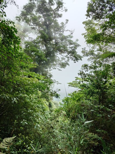 金柑樹山+忘憂森林2528259