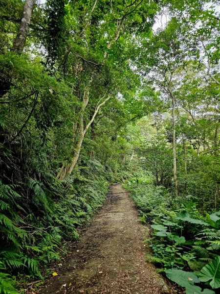 渡南古道+飛鳳古道 - 2024森遊竹縣皮皮獅Hike客任務2555038