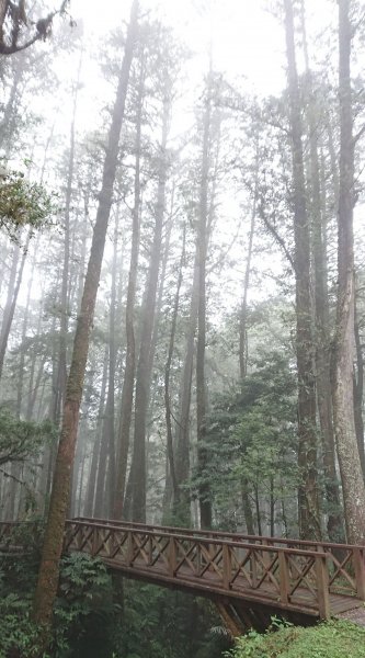 大塔山 & 阿里山國家森林遊樂區550020