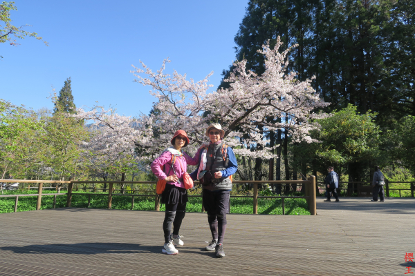 二萬坪山、屏遮那山＋阿里山賞櫻、神木群、小笠原山＋二延平山（三日行）