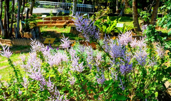台東原生應用植物園3015266