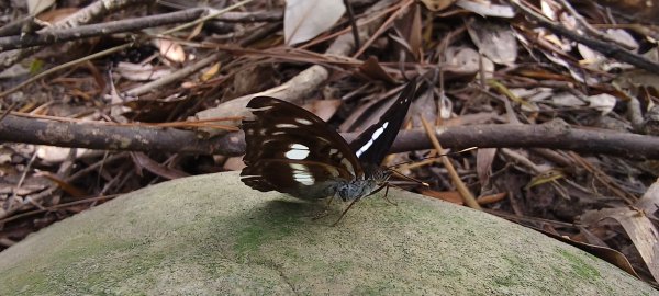 2025/10/19_大北坑休閒農區+福人登山步道2920837