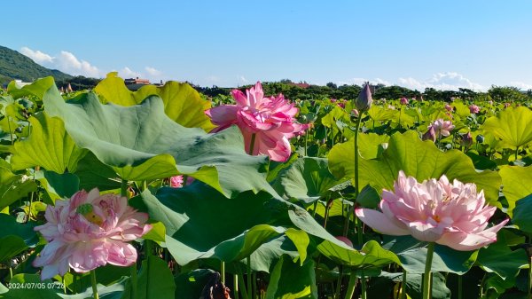 雲山水花鳥蝶 - 天龍國阿伯的日常7/5 #台灣粉蝶 #端紅蝶 #青斑鳳蝶 #青帶鳳蝶2543424