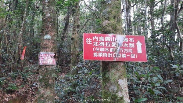 《新竹》斷崖神木｜北得拉曼步道小P繞202510172917539