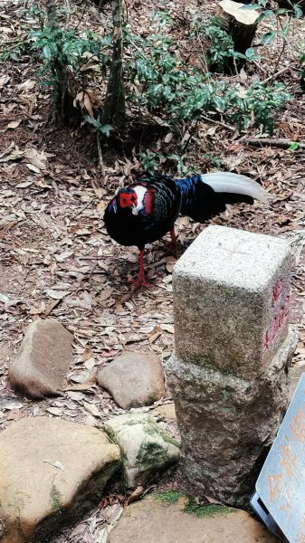 米堤香蕉園-鳳凰山-鳳凰南峰（台寅山） -金柑樹山-金柑樹山西北峰-領頭山東峰-忘憂森林2551813