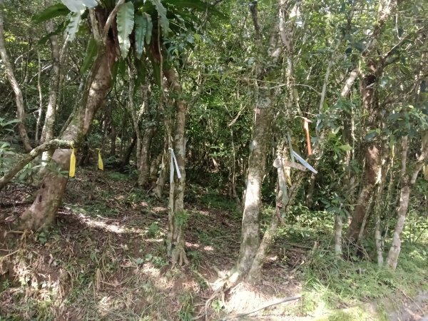 頭城鎮外大溪山+七兄弟山+窖寮山O型3015995