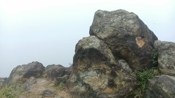 瑞芳區金瓜石地質公園-大粗坑古道(大粗坑山+小金瓜露頭)-樹梅坪-百二崁古道-金瓜石地質公園步道O型3055296