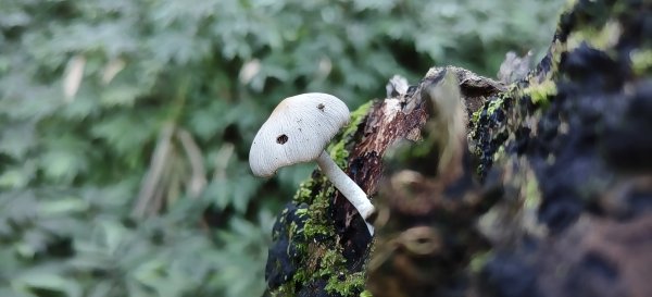 2025/11/22_五指山橫向登山步道+仙洞步道 O型2944174