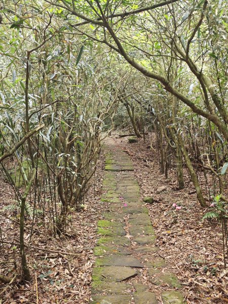 2026-0323 台北大縱走第一段3022625