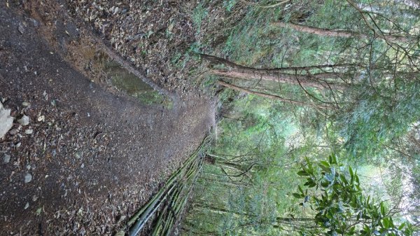 郡大林道19k之郡大神木群二刷～雲海滿出來～2451869