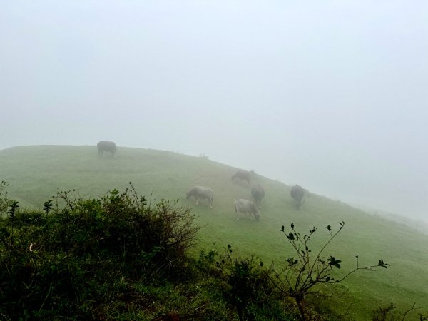 灣坑頭山(小百岳#82)2884261