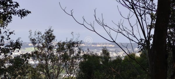 2026/03/08-毘盧禪寺步道+七星崗3013879