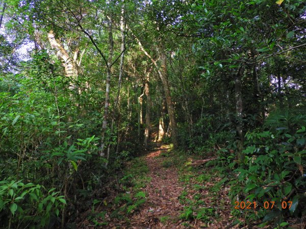 新北 坪林 九芎根山1422950