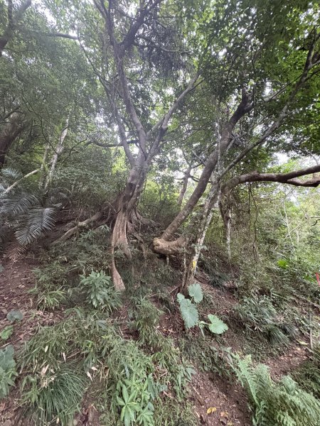 20251129女仍山步道2951782