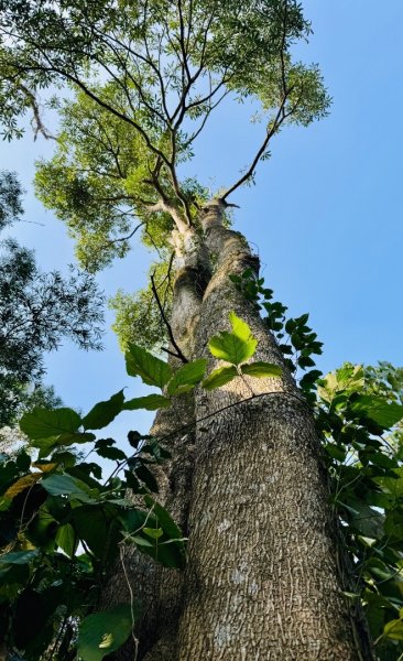 荷苞山登山步道走荷芭山小溪子山 午餐吃塔可飯幸福耶2996084