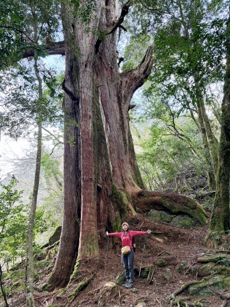 鎮西堡巨木步道B區全段+A區部分3008518