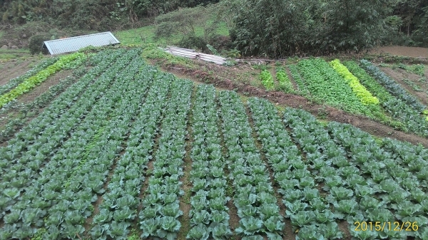 20151226泰安鄉熊佧山27770