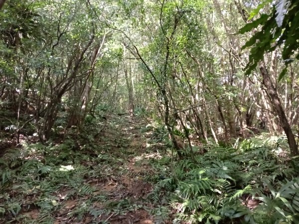頭城鎮外大溪山+七兄弟山+窖寮山O型3015998
