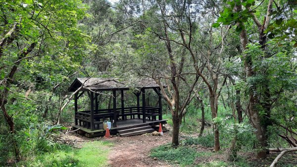 《台中》綠蔭夏蟬｜大肚環保公園登山步道O型202206261745218