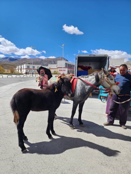 西藏♥️可愛動物🐎人物寫真/拉薩旅拍/美食2902909