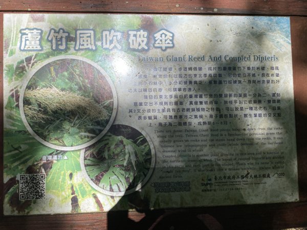 《探訪內雙溪三圳流向｜大崎頭步道 × 鵝尾山》2877194