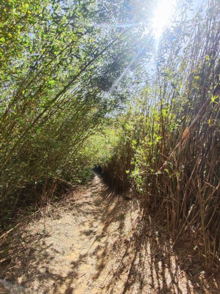 龜山福源山-牛灶坑山-鶯歌火車站走春遊2701326