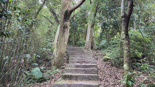 2024觀音觀鷹全7線| Mt. Guanyin |皇蛾|峯花雪月2504733