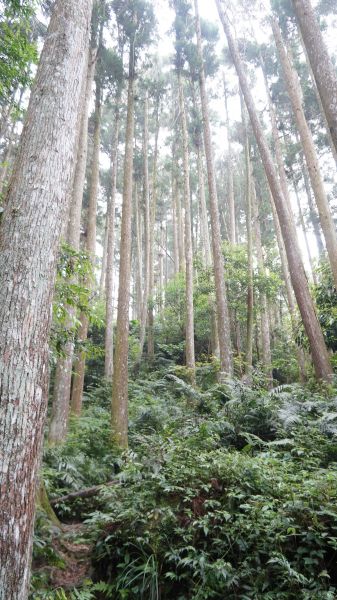 鵝公髻山之花400579