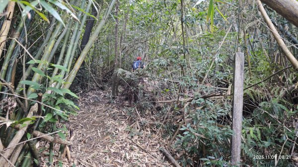 20251109 士林站到大湖站(福山宮_腰繞_燕溪古道_翠山步道_龍船岩_大溝溪)2932328