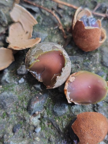 多納六秀 屯子山 安通吊橋2987235