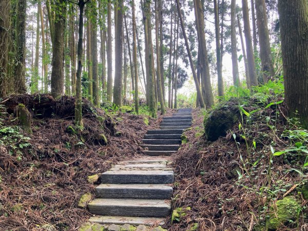 阿里山頂湖步道2625725