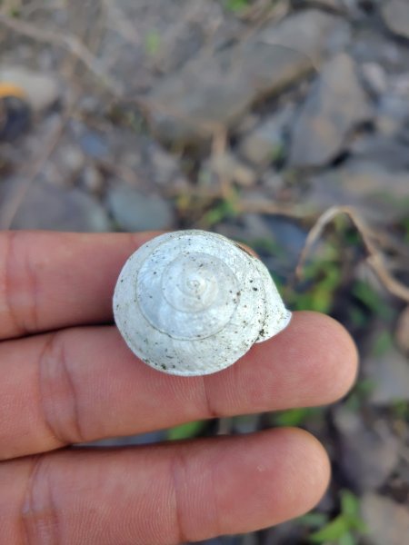 亞麻灣山 日湯真西南峰 亞麻灣山西峰2980011