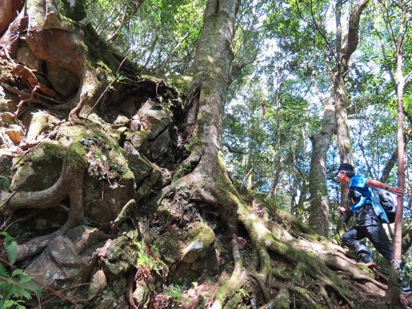 屯野生台山、石麻達山連走497667