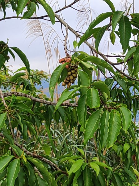 貓囒山步道2850528