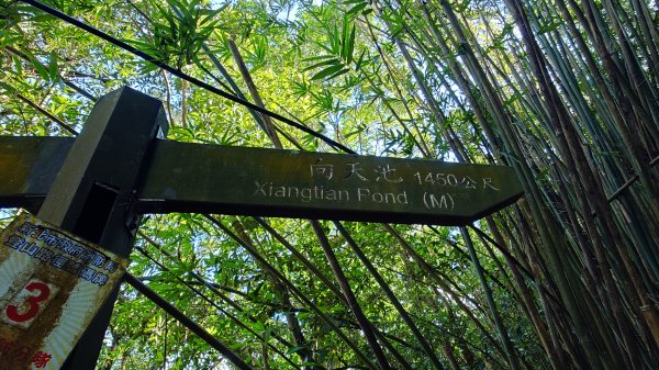 20260125 陽明山前後山健行(無極天元宮~山仔頂步道.向天池.向天山.面天山.二子坪)2997958