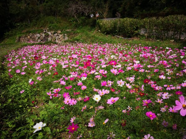 【新聞】賞花期間限定！來新北銀河社區賞波斯菊漫遊農村