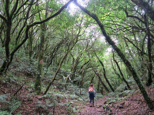 李棟山 大混山縱走1111613