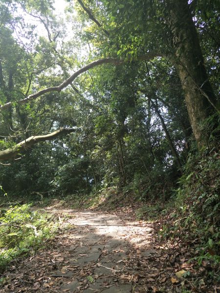 2018 05 14 鳴鳳山古道331708