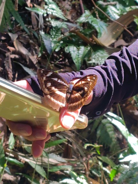 唐麻丹山 蝴蝶谷2918903
