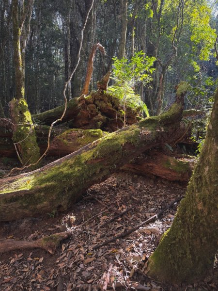 雪見遊憩區 探訪森林雪見之王2950854
