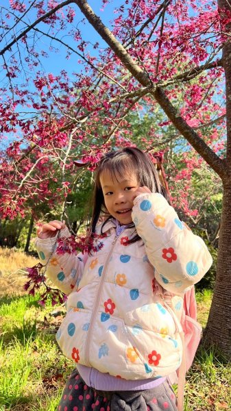 🌈2/16(日)-17(一)福壽山+武陵農場賞櫻🌈🌸FB：熊熊趴爬走 歡迎加入2714870