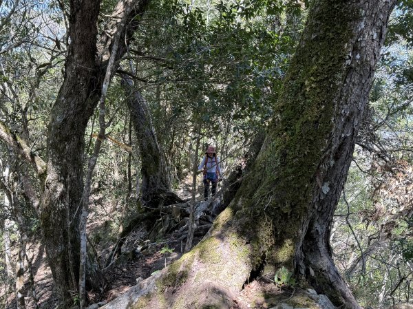 屋東縱走 202503012728996