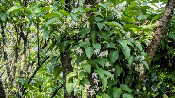 大尖山。走向2770865