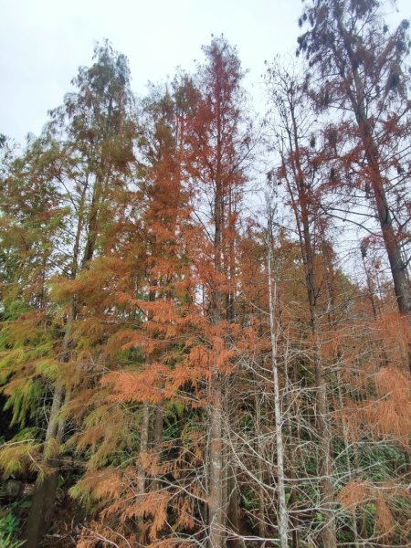 九讚頭車站-大崎棟.茶亭.逃學.騎龍古道20幾K繞大O2972497