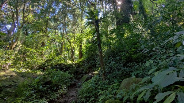 鳳凰山步道（溪頭）2838230