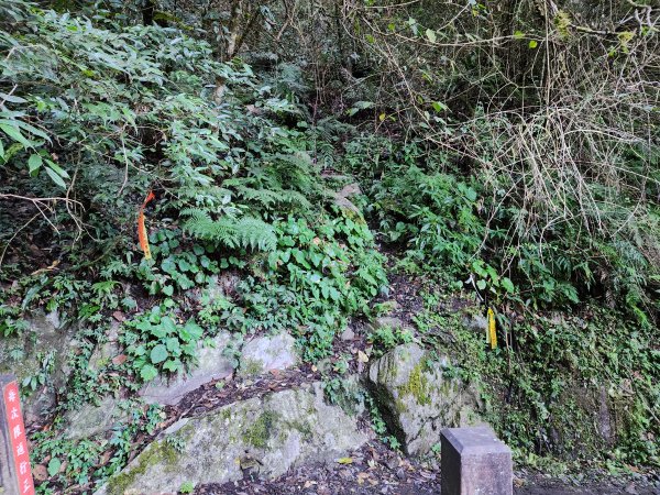 20241124布奴加里山2679110