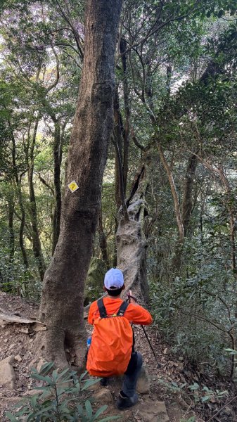 山毛櫸「最後一舞」2955241